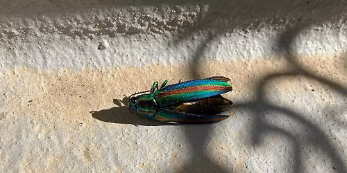 Euan Alexander Millar-McMeeken\u00a0: Framed Insects Album Launch