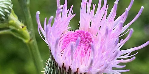 Wild Florida in Bloom: Exploring Fall Wildflowers with CJ & Friends