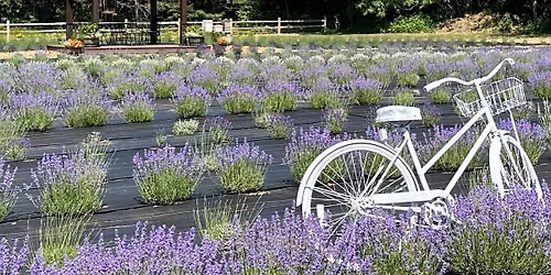 Yoga at Lavender Bliss Flower Farm  11126 Lange Rd. Bridgman, MI 