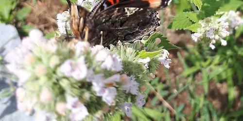 Garden Days
