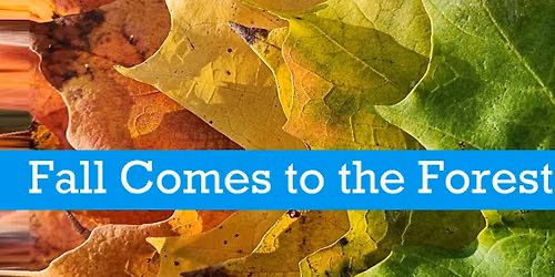 Fall Comes to the Forest- Guided Nature Walk @ Oshtemo Township Park