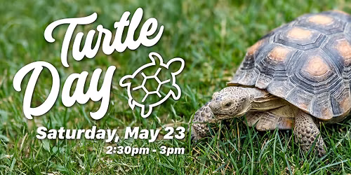 Turtle Day at Turtle Bay
