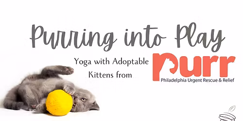 Purring into Play: Yoga with Adoptable Kittens from Purr Philly