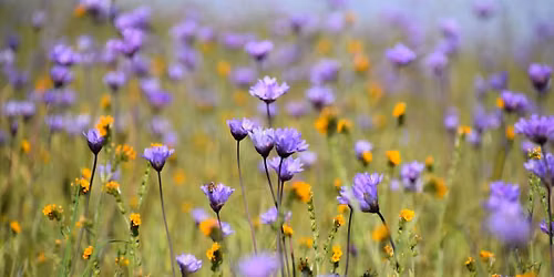 Meadows and Wildflowers