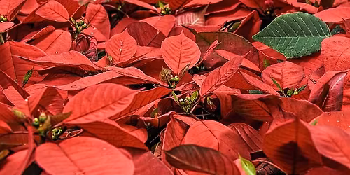 Holiday Plants: Winter's Bright Spot