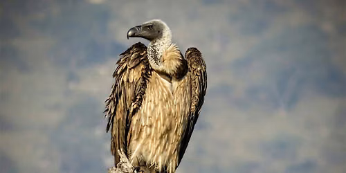 International Vulture Awareness Day