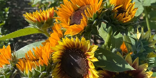 Family Days - Wild Vine Farm u-pick flowers