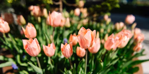 2026 PlantMobile Programming for Kids