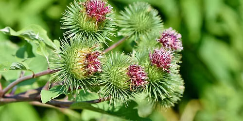Plant Walk in Carpenter\u2019s Woods with Simone Davis