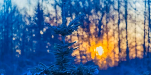 Flower Girl Workshop: Winter Solstice