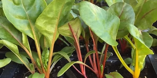 Start Your Own Edible Garden Seedlings