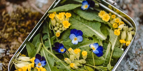 Foraging, Wild Edibles & Medicinal Plants
