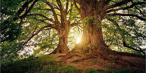 Summer Institute: Rooted in Connection - A Day of Indigenous Learning