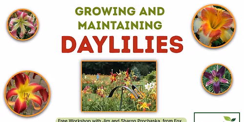 Growing and Maintaining Daylilies