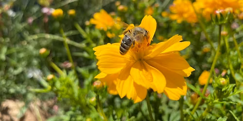 Mason Bee Hive Workshop