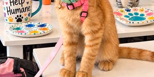 Paws for Pottery