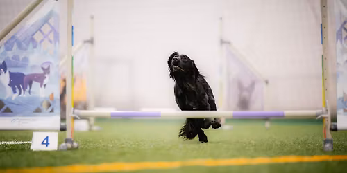 Zawody agility 3x A2\/A1\/J0