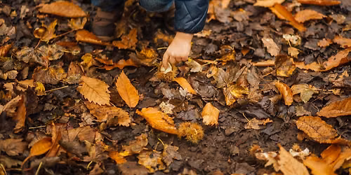 Autumn family nature day