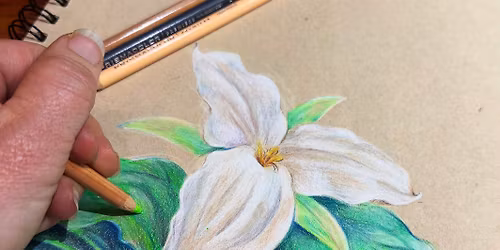 Trilliums in Colored Pencil