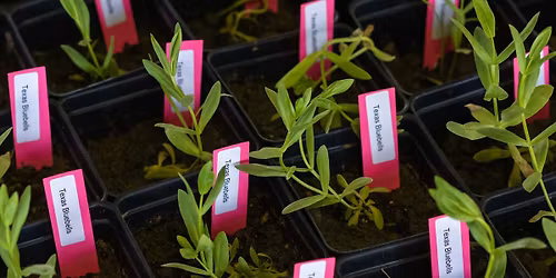 GBF Plant Sale at League City\u2019s Eco Fest