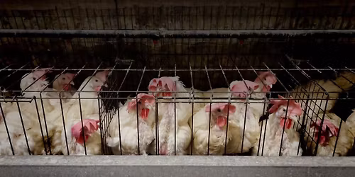 Mettons fin aux cages : profits du PDG vs bien-\u00eatre animal