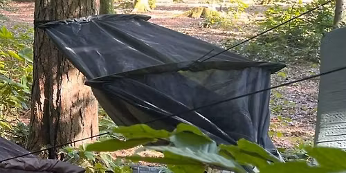 Nat i naturen i Fladbro Skov