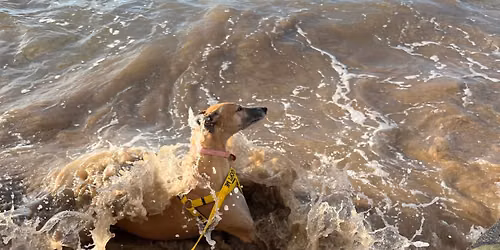 July Greyhound Walk