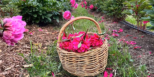 Richmond Peonies PYO Open Day