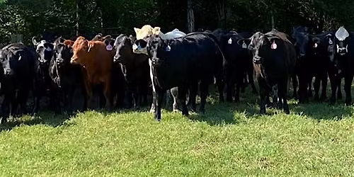 Newberry, Laurens, and Greenwood Regional Cattlemen's Meeting