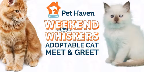 Weekend Whiskers! Adoptable Cat Meet & Greet!
