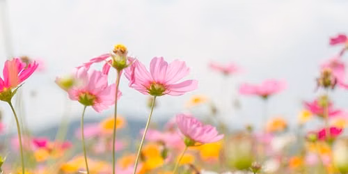 Flower Photography in The Gardens