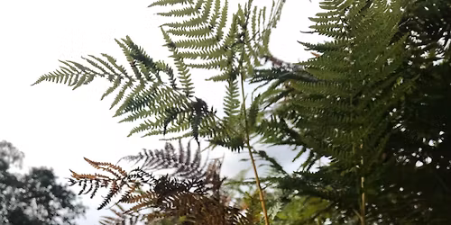 As Nature Intended Parent & Child Nature Craft Session