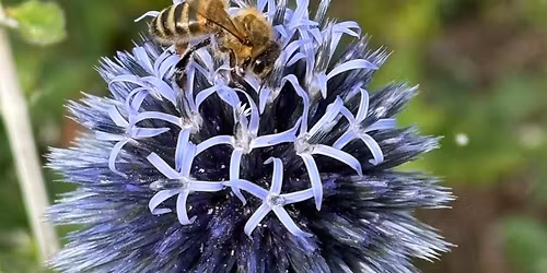 Conwy Beekeepers - Winter Meeting