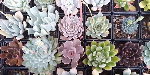 British Cactus and Succulent Society show