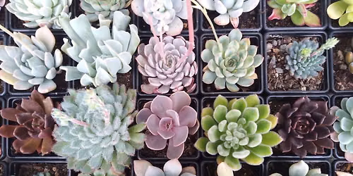 British Cactus and Succulent Society show