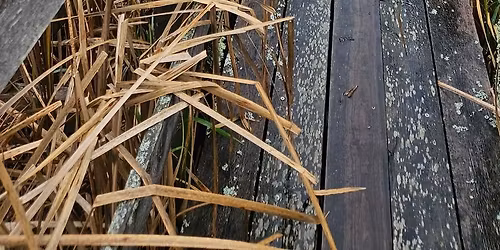 Studiebes\u00f6k p\u00e5 Naturlogi med vandring till f\u00e5gelsj\u00f6n Str\u00e4p