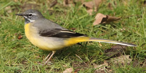 Birdwatching & Wildlife Walk with Gary Hobson