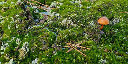 Touch grass: nature connection