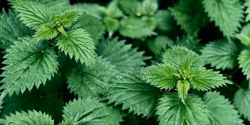 11. \u017divo branje: MANDI\u0106 V KOPRIVE!