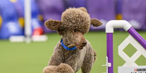 Columbine State Poodle Club, Inc. Agility Trial