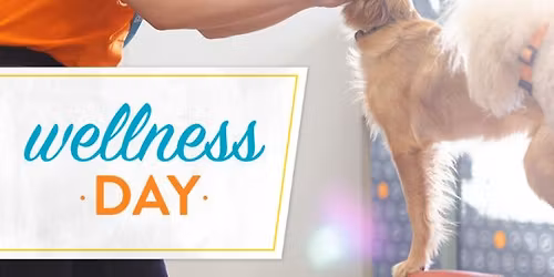 Wellness Wednesday! Protein Bowls!