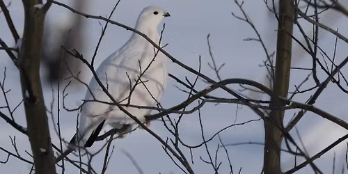 Conf\u00e9rence - Projet Waapihyeu : Sur la piste du lagop\u00e8de des saules