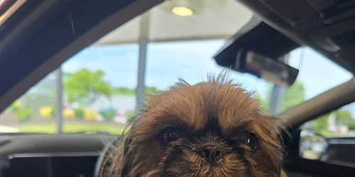 Dogs in the Drive-Thru: June 29th: starting at 10:30am