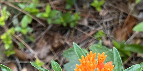 Hitchcock Woods Foundation Community Science - Great SE Pollinator Census