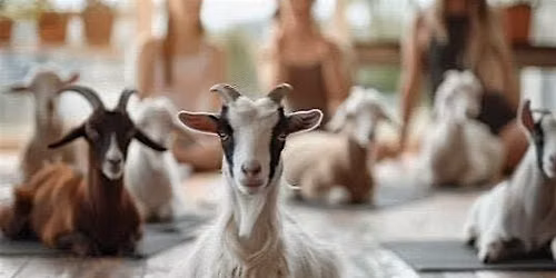 Goat Yoga with Lynn @KnappFarm