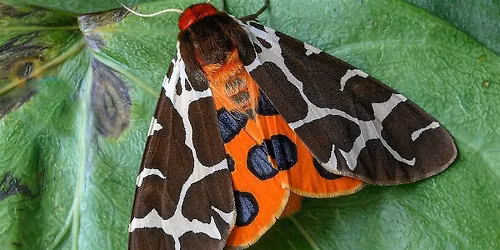 Moth Evening with the Norfolk Moth Group at Wheatfen