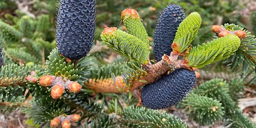 Nature Walks at the Gardens