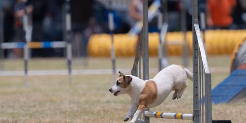 SADAA Boland Excel Agility