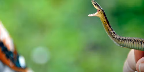 SSSuper Snakes!
