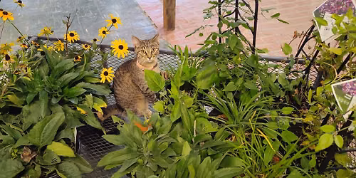 Native Plants Q&A